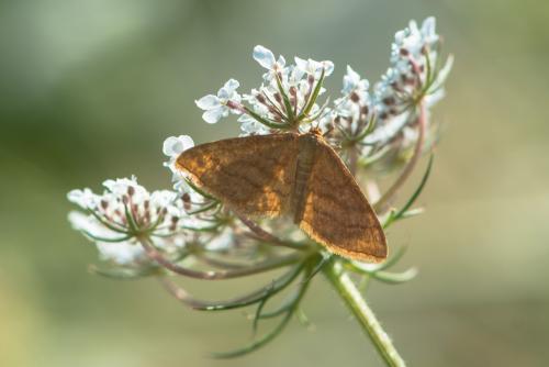 Réf. 201 299 : Idaea ochrata